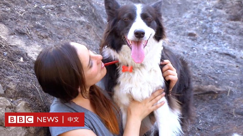 牧羊犬肩负重任，重建大火后的智利森林 - BBC News 中文