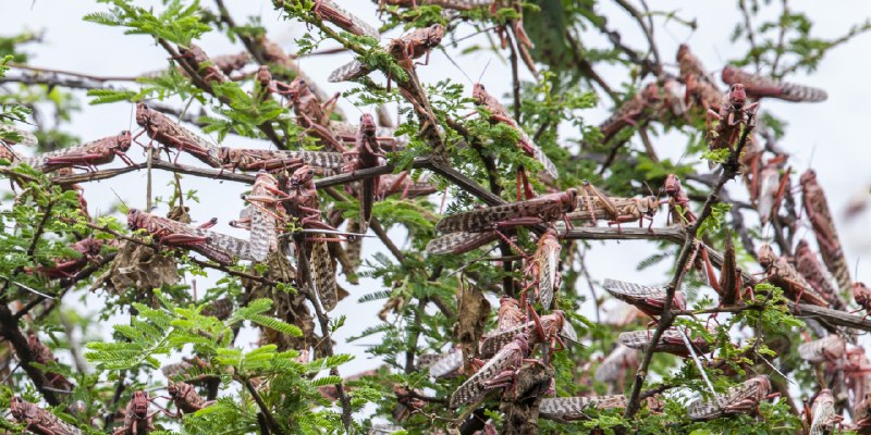 Locust Swarms Ravaging East Africa Are the Size of Cities