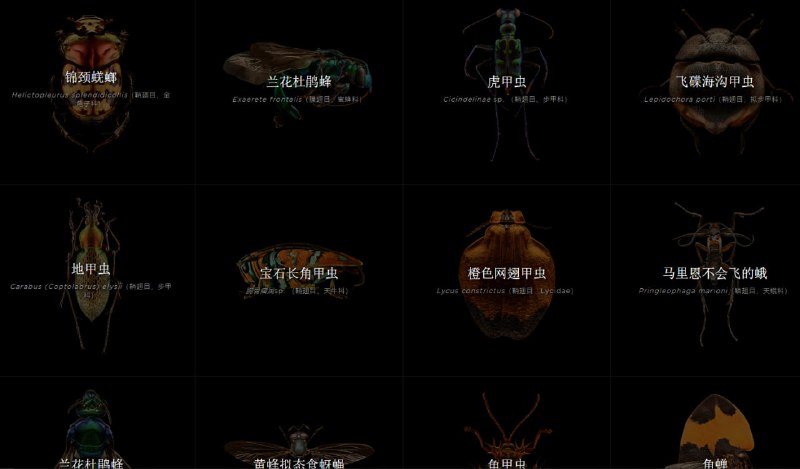 Micros Culpture：这个网站收集了大量的可放大查看各种昆虫细节的高清效果图
